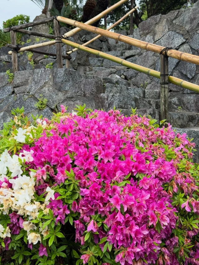 4月27日
【傷み・落花】
ホテル入口付近