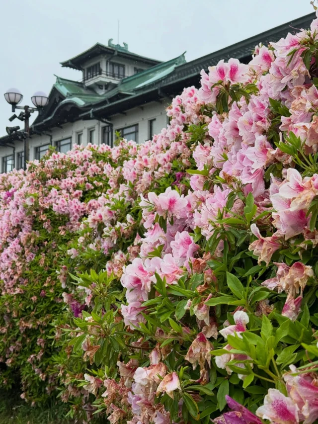 4月27日
【傷み・落花】
ホテル前庭園