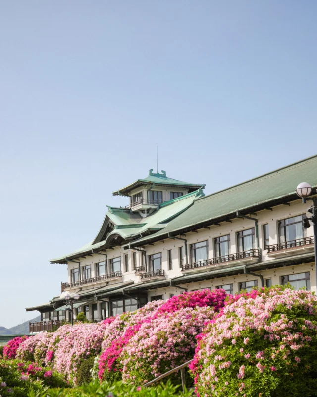 ・
『2026つつじまつり』終了のお知らせ

当初は5月6日までの開催を予定しておりましたが、
本年はつつじの開花が早く、見頃を過ぎたため、
予定を繰り上げて終了とさせていただきます。

ご来場いただきました皆様、誠にありがとうございました。

また来年、皆様にお会いできますことを
心より楽しみにしております。

#蒲郡クラシックホテル　#クラシックホテル　#2026つつじまつり　#つつじまつり　#つつじ　#まつり　#イベント　#2026　#愛知　#蒲郡　#gamagori