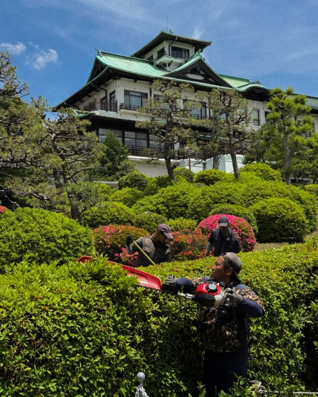 .
来年へとつなぐ、庭園の手入れ。

来年のつつじまつりに向けて
庭園ではつつじの剪定作業が行われました。

強い陽ざしの中、
一つひとつ丁寧に整えられていく庭園。

日々の積み重ねが
毎年の美しい風景へとつながっていきます。

暑い中作業をしてくださったスタッフの皆様
ありがとうございました。

来年もまた
美しく咲き誇るつつじをお楽しみに。

#蒲郡クラシックホテル　#クラシックホテル　#ホテル　#つつじ剪定　#つつじ　#剪定　#刈り込み　#刈る　#🌱‬‪　#✂️　#丸い　#つつじまつり　#蒲郡　#gamagori　#愛知　#aichi