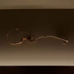 オブジェイメージ